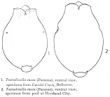 Testudinella caeca