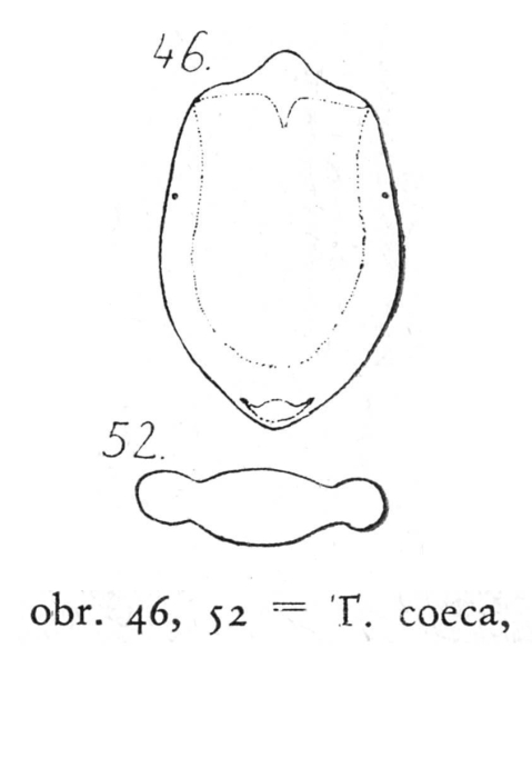 Testudinella caeca Testudinella caeca