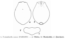 Testudinella caeca