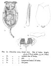 Testudinella caeca