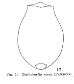 Testudinella caeca
