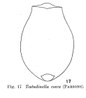Testudinella caeca