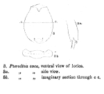 Testudinella caeca - Original description image