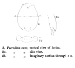 Testudinella caeca