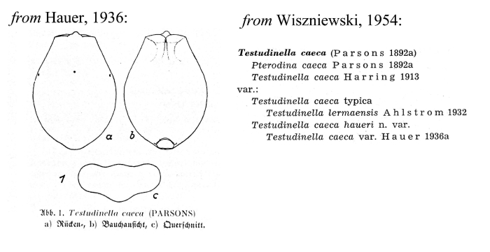 Testudinella caeca var. haueri Testudinella caeca var. haueri