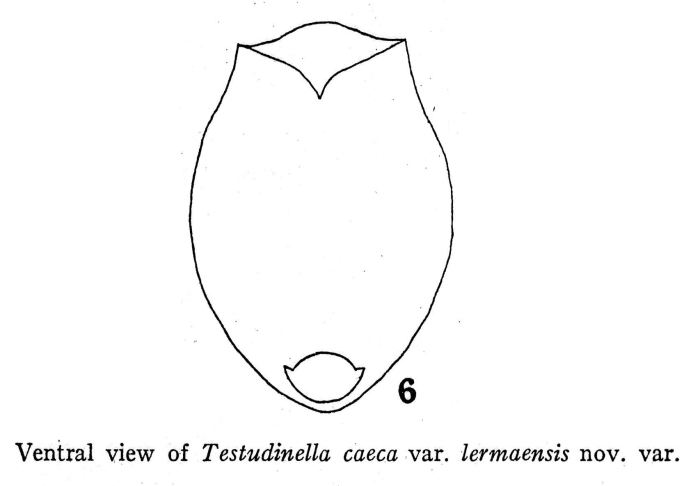Testudinella caeca var. lermaensis - Original description image