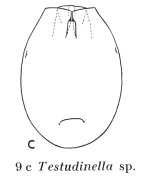 Testudinella carlini