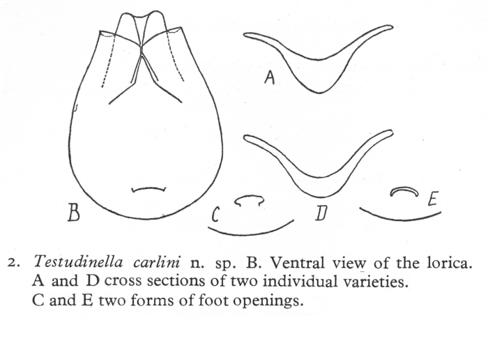 Testudinella carlini - Original description image