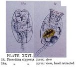 Testudinella clypeata
