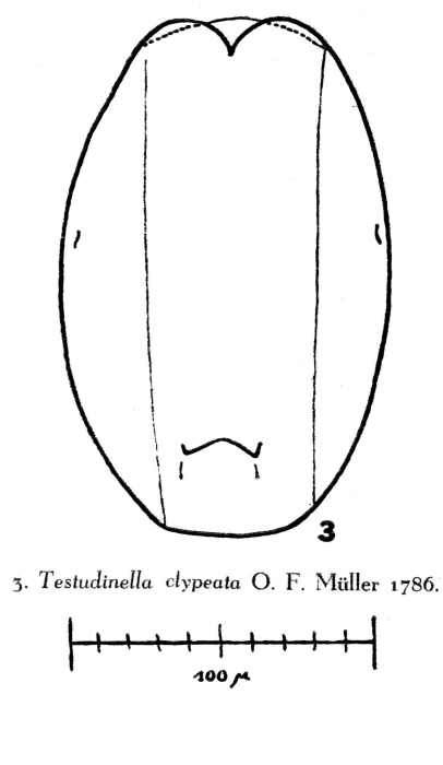 Testudinella clypeata Testudinella clypeata