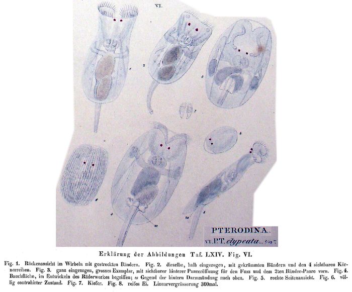 Testudinella clypeata Testudinella clypeata