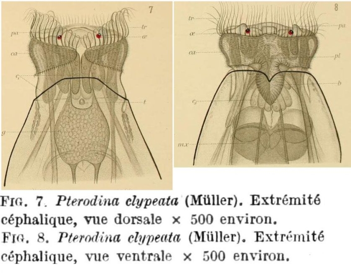 Testudinella clypeata Testudinella clypeata
