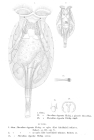 Testudinella clypeata