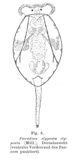 Testudinella clypeata