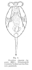 Testudinella clypeata