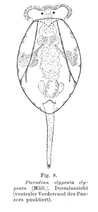 Testudinella clypeata Testudinella clypeata