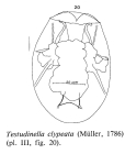 Testudinella clypeata