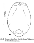 Testudinella clypeata
