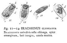 Testudinella clypeata - Original description image
