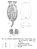 Testudinella crassa