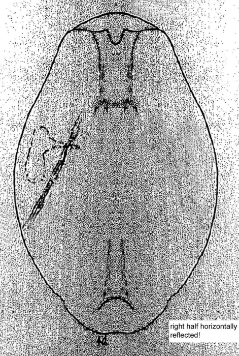 Testudinella crassa - Original description image