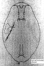 Testudinella crassa