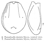 Testudinella dentata