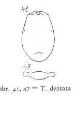 Testudinella dentata