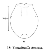 Testudinella dentata