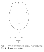 Testudinella dentata