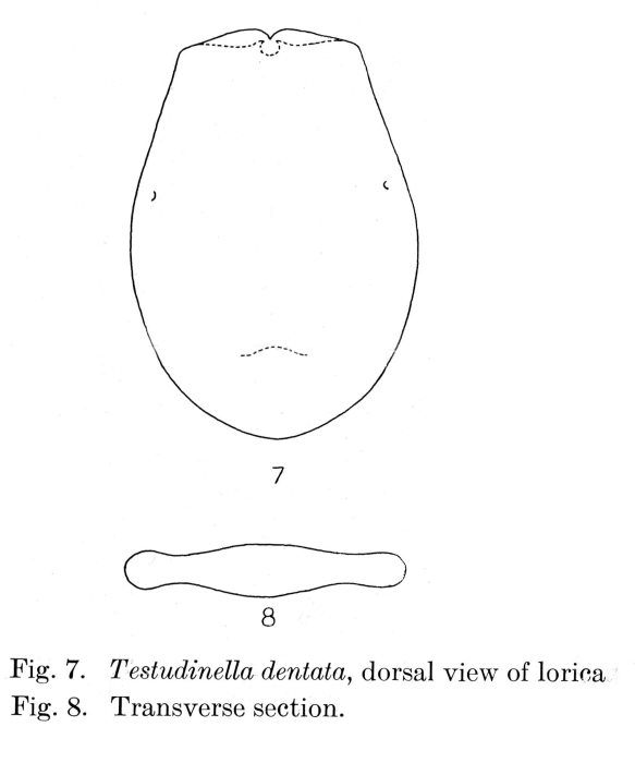 Testudinella dentata Testudinella dentata