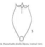 Testudinella dicella
