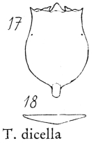 Testudinella dicella