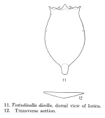 Testudinella dicella - Original description image
