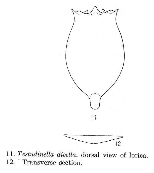 Testudinella dicella - Original description image