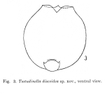 Testudinella discoidea