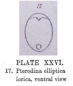 Testudinella elliptica