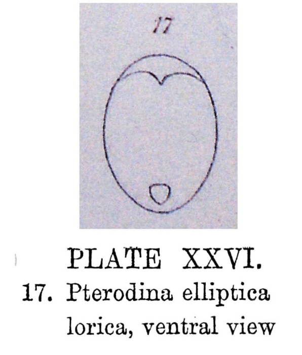 Testudinella elliptica Testudinella elliptica