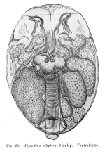 Testudinella elliptica