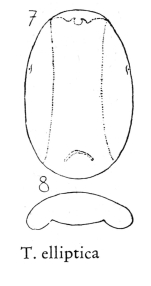 Testudinella elliptica