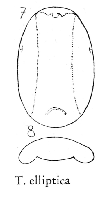 Testudinella elliptica