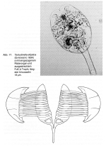 Testudinella elliptica