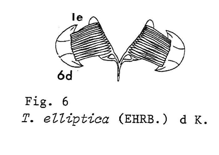 Testudinella elliptica