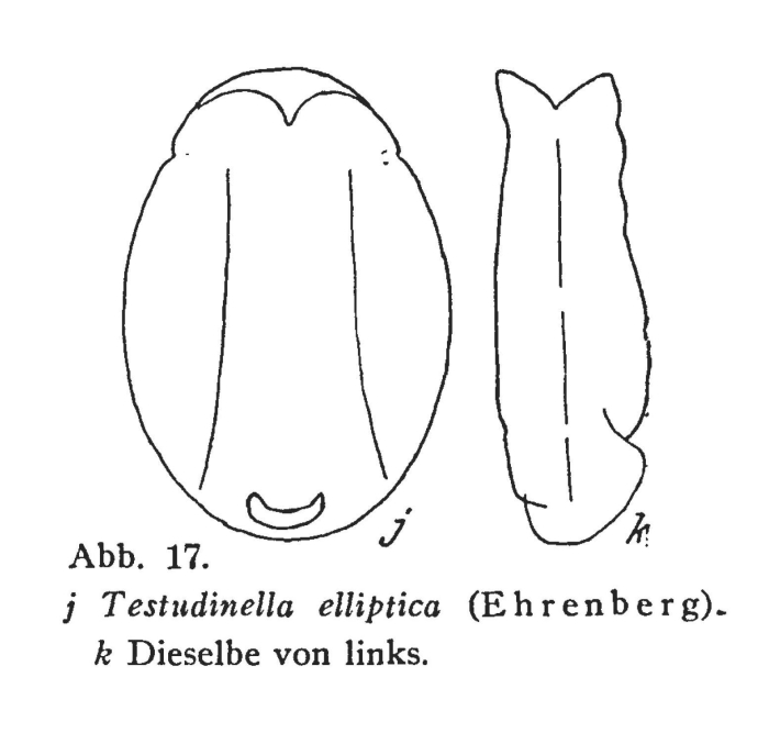 Testudinella elliptica Testudinella elliptica