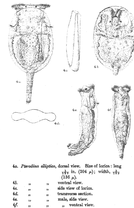 Testudinella elliptica Testudinella elliptica