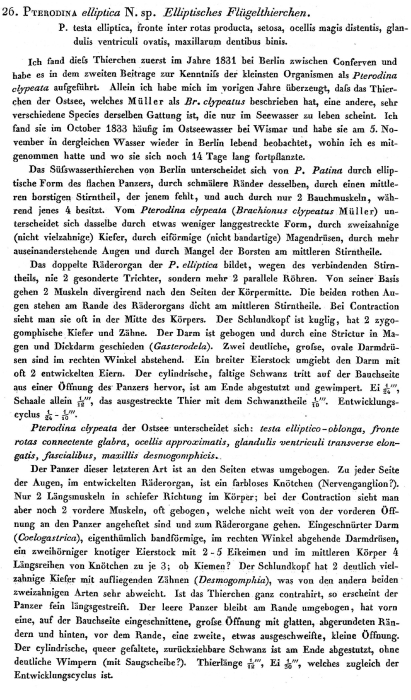 Testudinella elliptica - Original description image