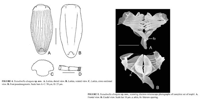 Testudinella elongata - Original description image