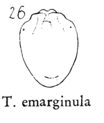 Testudinella emarginula