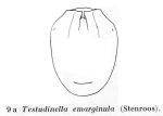 Testudinella emarginula