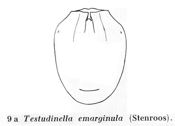Testudinella emarginula Testudinella emarginula